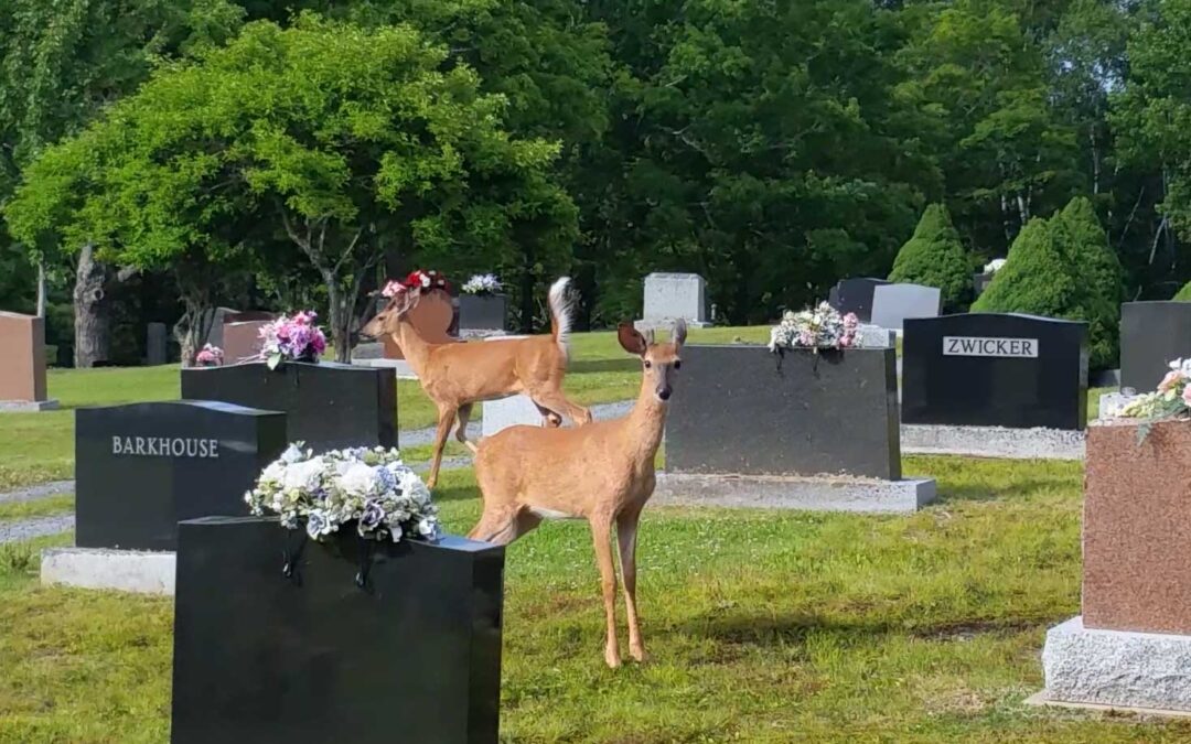 Two white-tailed deer in a cemetery
